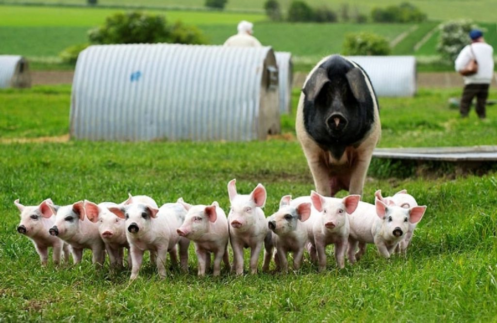 Este rentabila o ferma de porci?