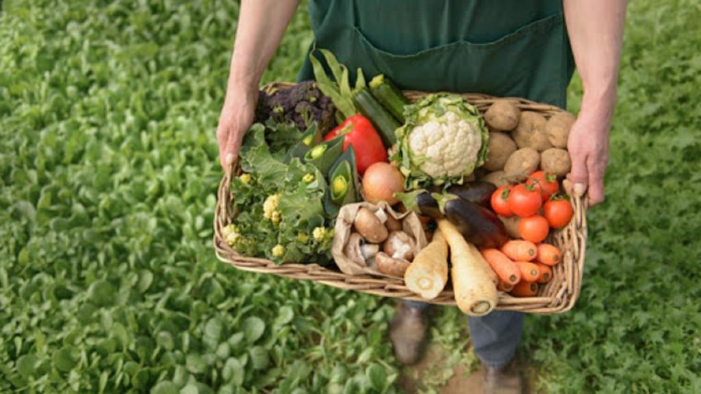 Diferenta dintre agricultura conventionala si cea organica