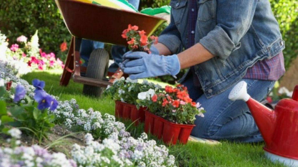 Sfaturi pentru a avea grija de gradina ta