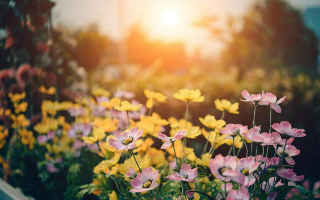 Cum îți aranjezi curtea primăvara aceasta? Top 3 sfaturi pentru grădinari
